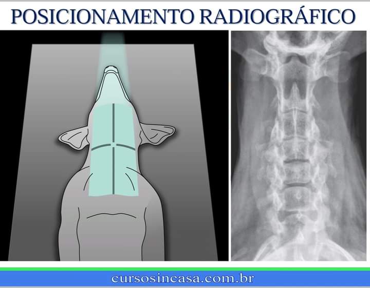 POSICIONAMENTO RADIOGRÁFICO VETERINÁRIO