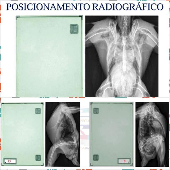 POSICIONAMENTO RADIOGRÁFICO VETERINÁRIO