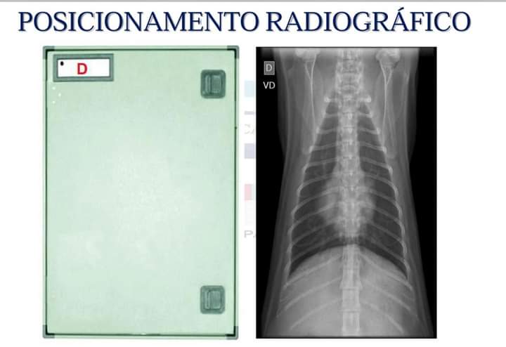 POSICIONAMENTO RADIOGRÁFICO VETERINÁRIO