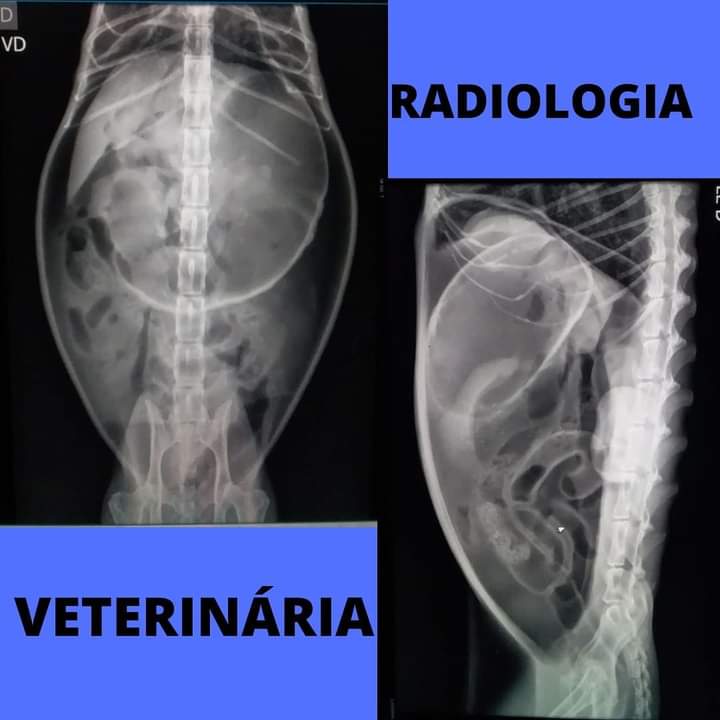 RADIOLOGIA VETERINÁRIA