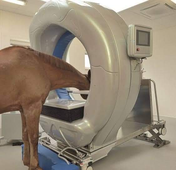 RADIOLOGIA VETERINÁRIA