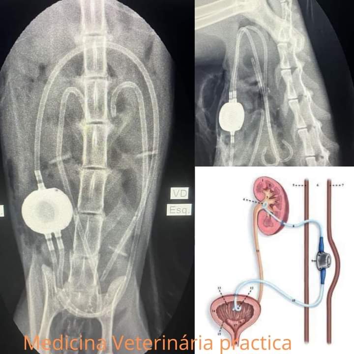 RADIOLOGIA VETERINÁRIA