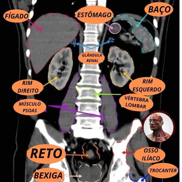 ✅ ABDOME , ESTRUTURAS E SUAS FUNÇÕES