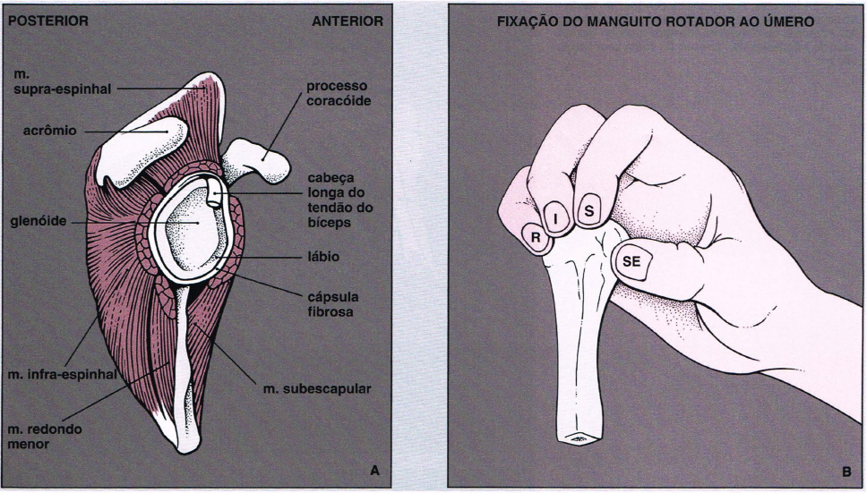 O que é Manguito rotador ?